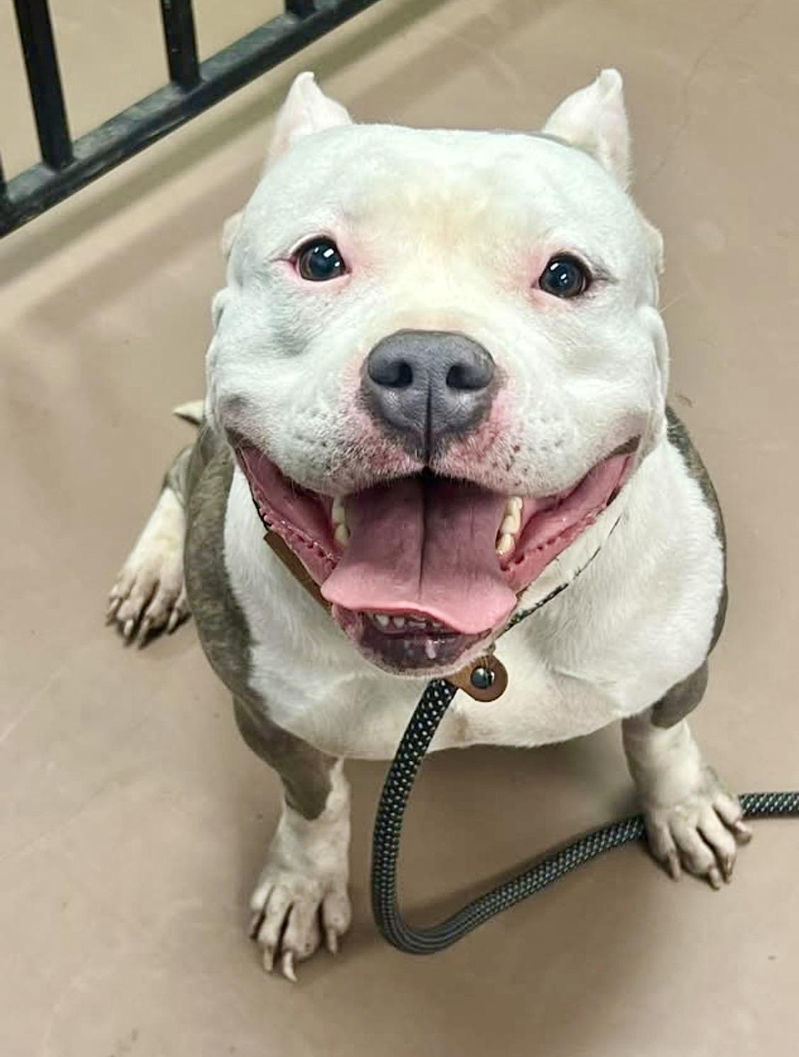 Inez, an adopted Pit Bull Terrier in Chicago, IL image 4/5