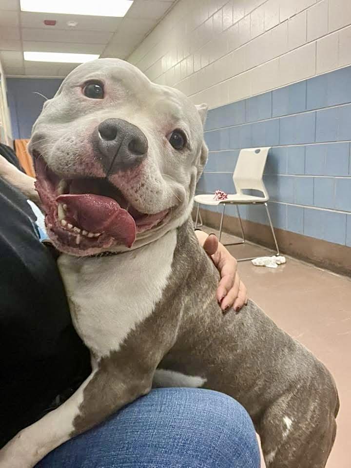 Inez, an adopted Pit Bull Terrier in Chicago, IL image 3/5