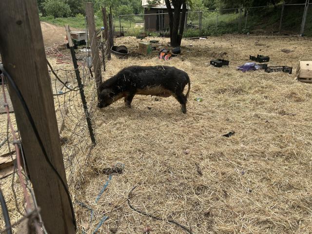 CARNE ASADA, Adoptable, Adult Female Pig.