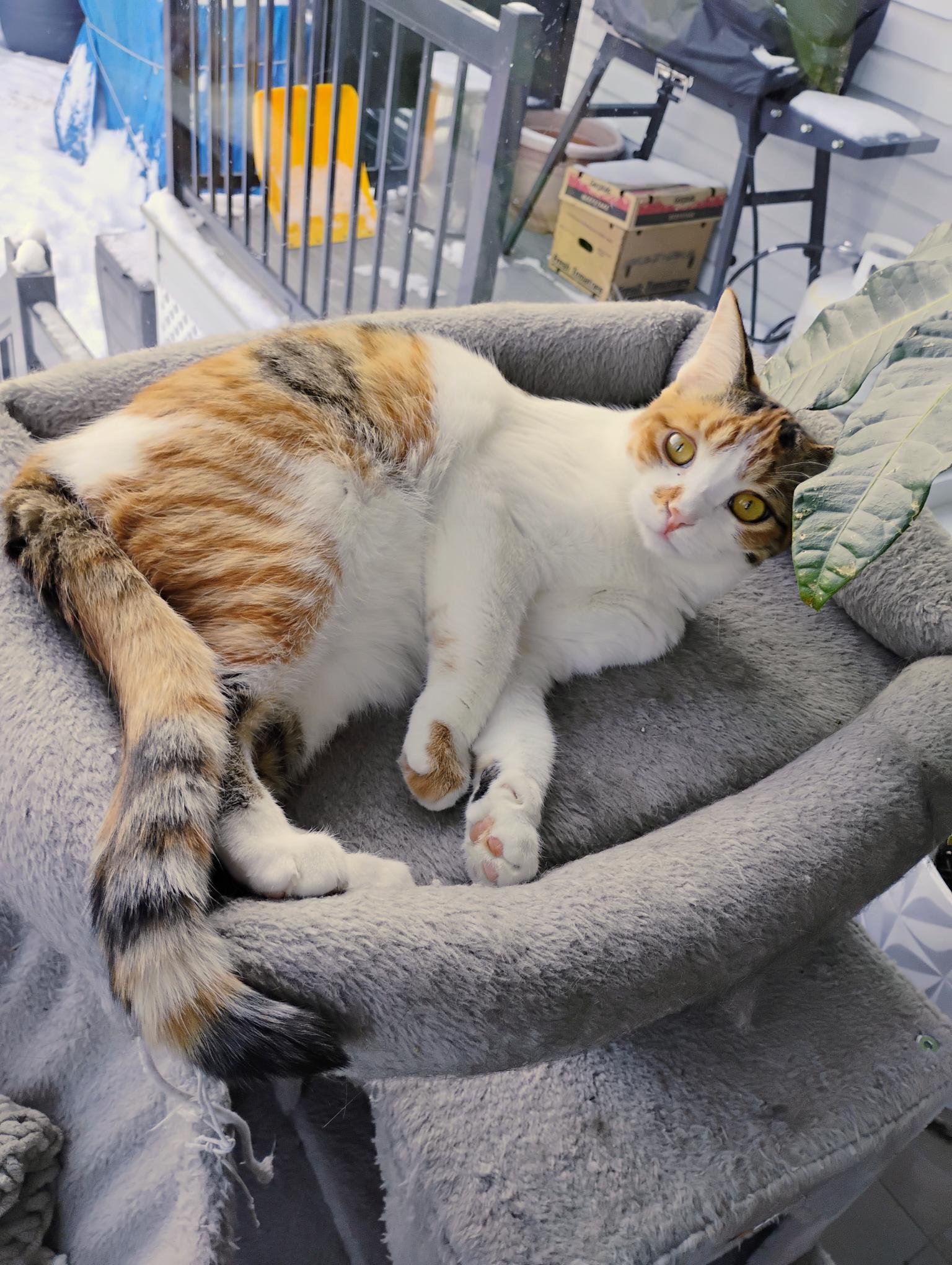 Enlarge Xella (FA/FF), a ADOPTABLE Domestic Short Hair in Sainte-Angele-de-Monnoir, QC image 5/5