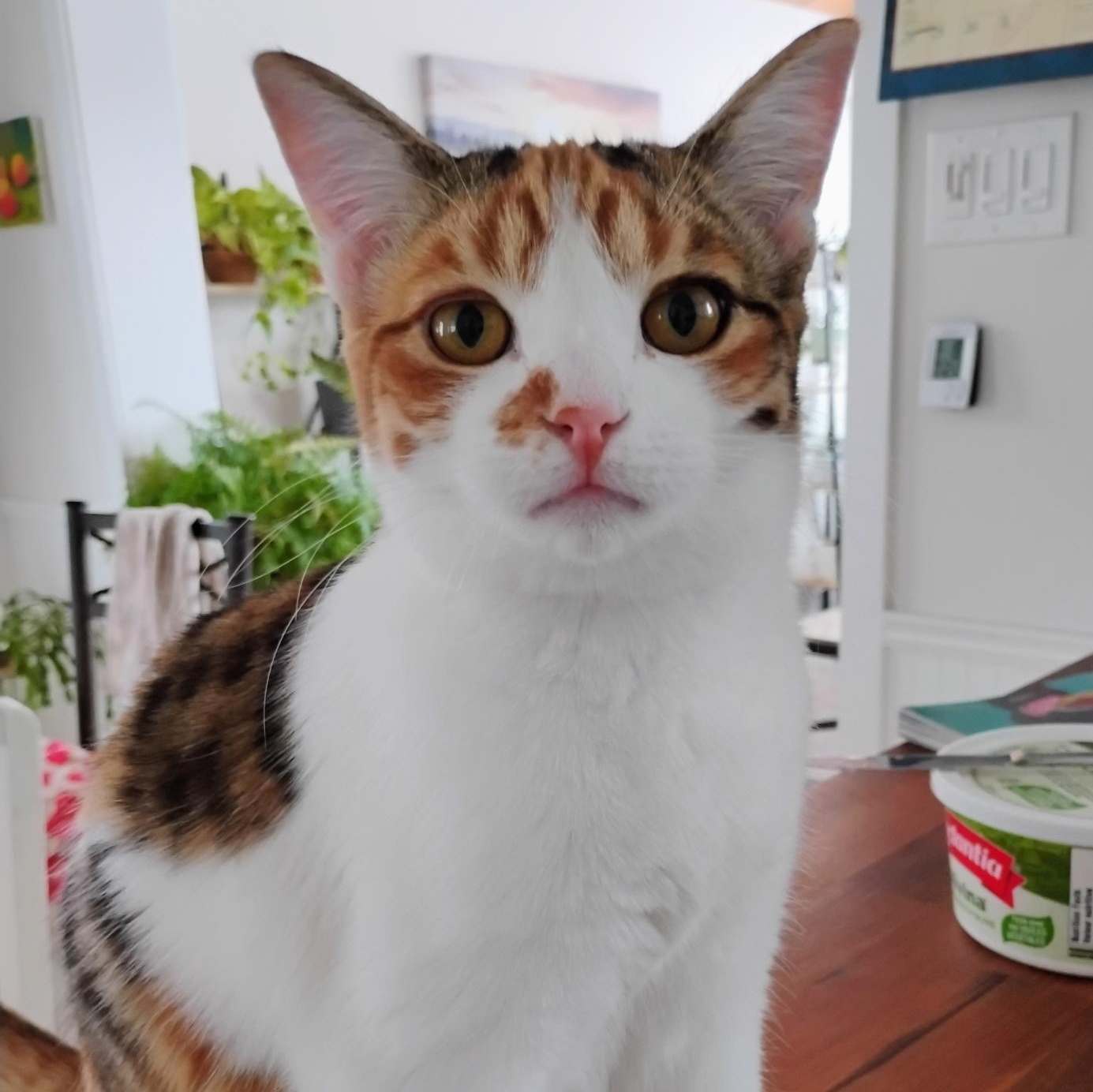 Enlarge Xella (FA/FF), a ADOPTABLE Domestic Short Hair in Sainte-Angele-de-Monnoir, QC image 1/5