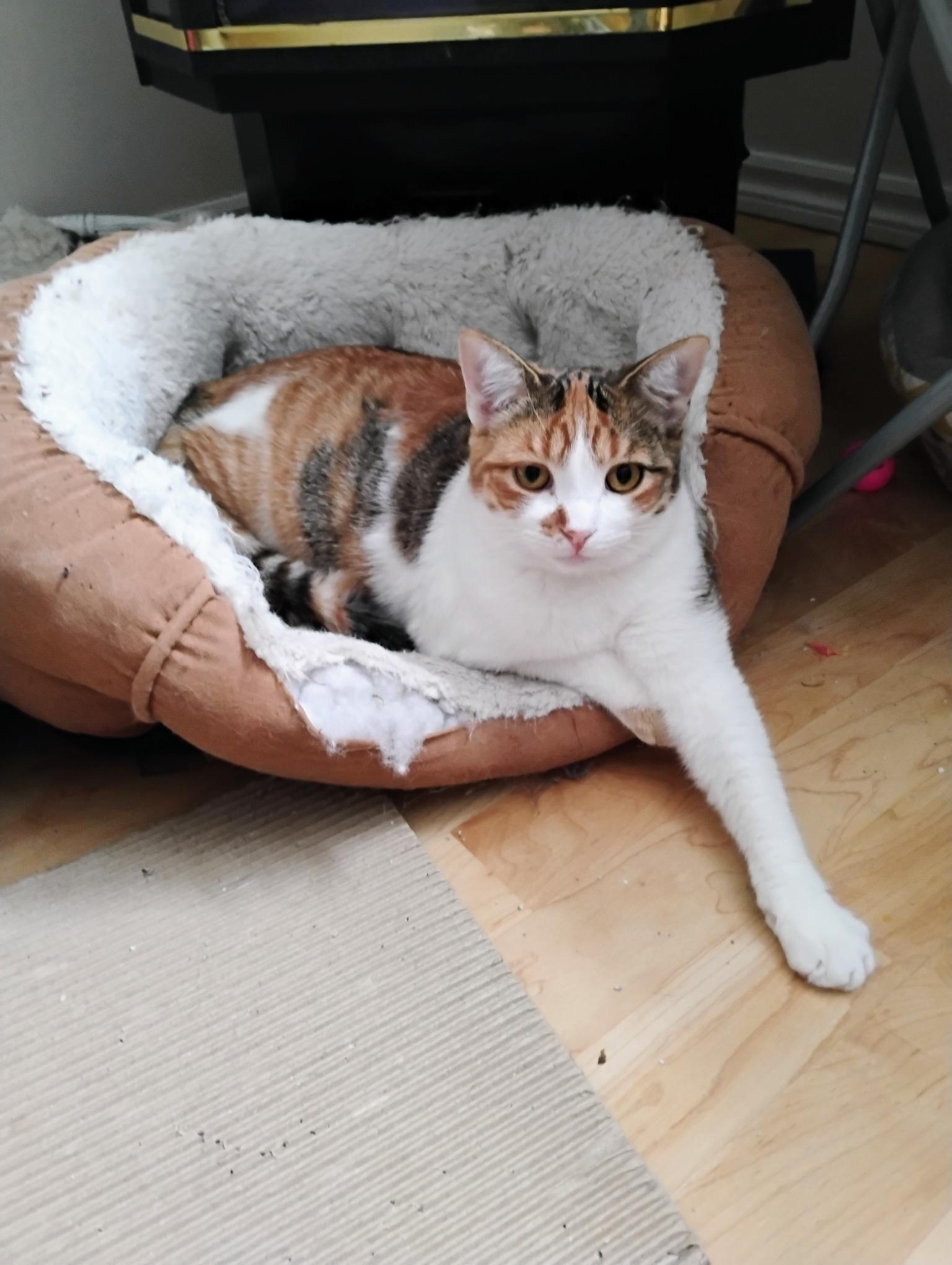 Enlarge Xella (FA/FF), a ADOPTABLE Domestic Short Hair in Sainte-Angele-de-Monnoir, QC image 3/5