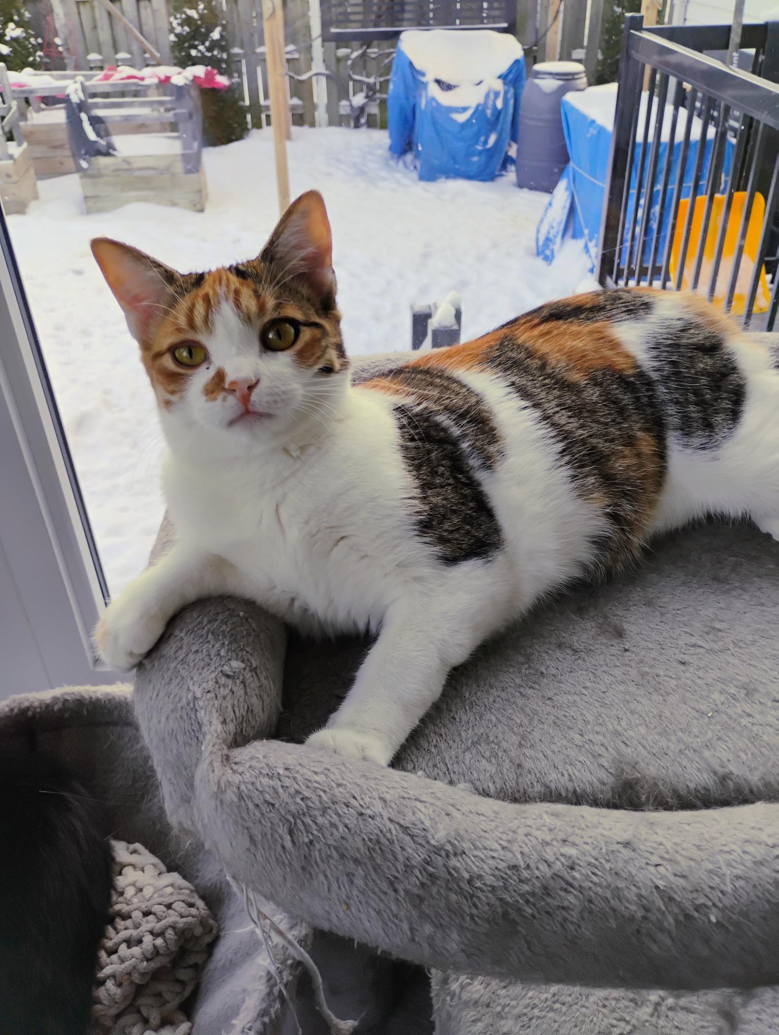 Enlarge Xella (FA/FF), a ADOPTABLE Domestic Short Hair in Sainte-Angele-de-Monnoir, QC image 4/5