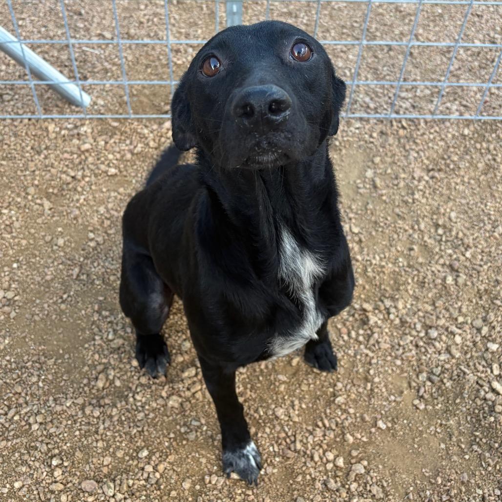 Tony, a Adoptable mixed breed in Kerrville, TX image 1/5