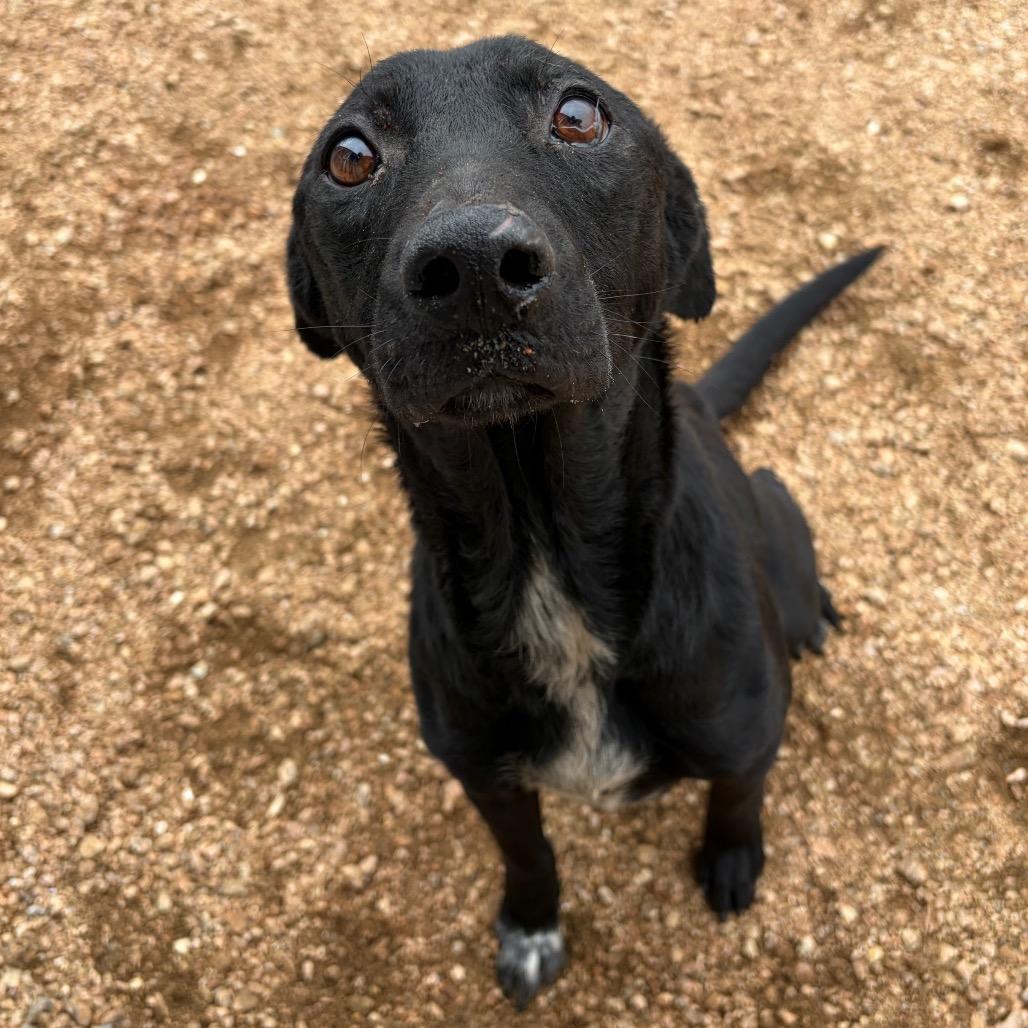 Tony, a Adoptable mixed breed in Kerrville, TX image 2/5