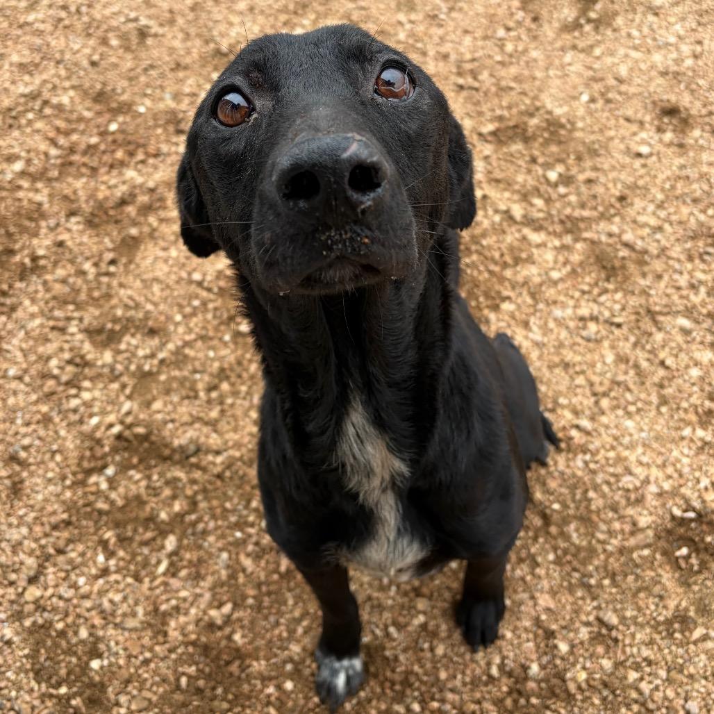 Tony, a Adoptable mixed breed in Kerrville, TX image 3/5