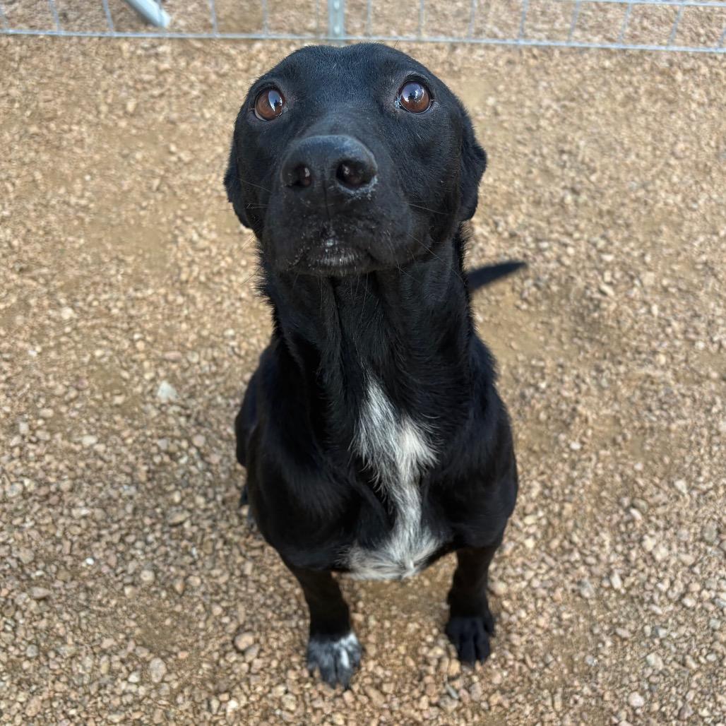 Tony, a Adoptable mixed breed in Kerrville, TX image 4/5
