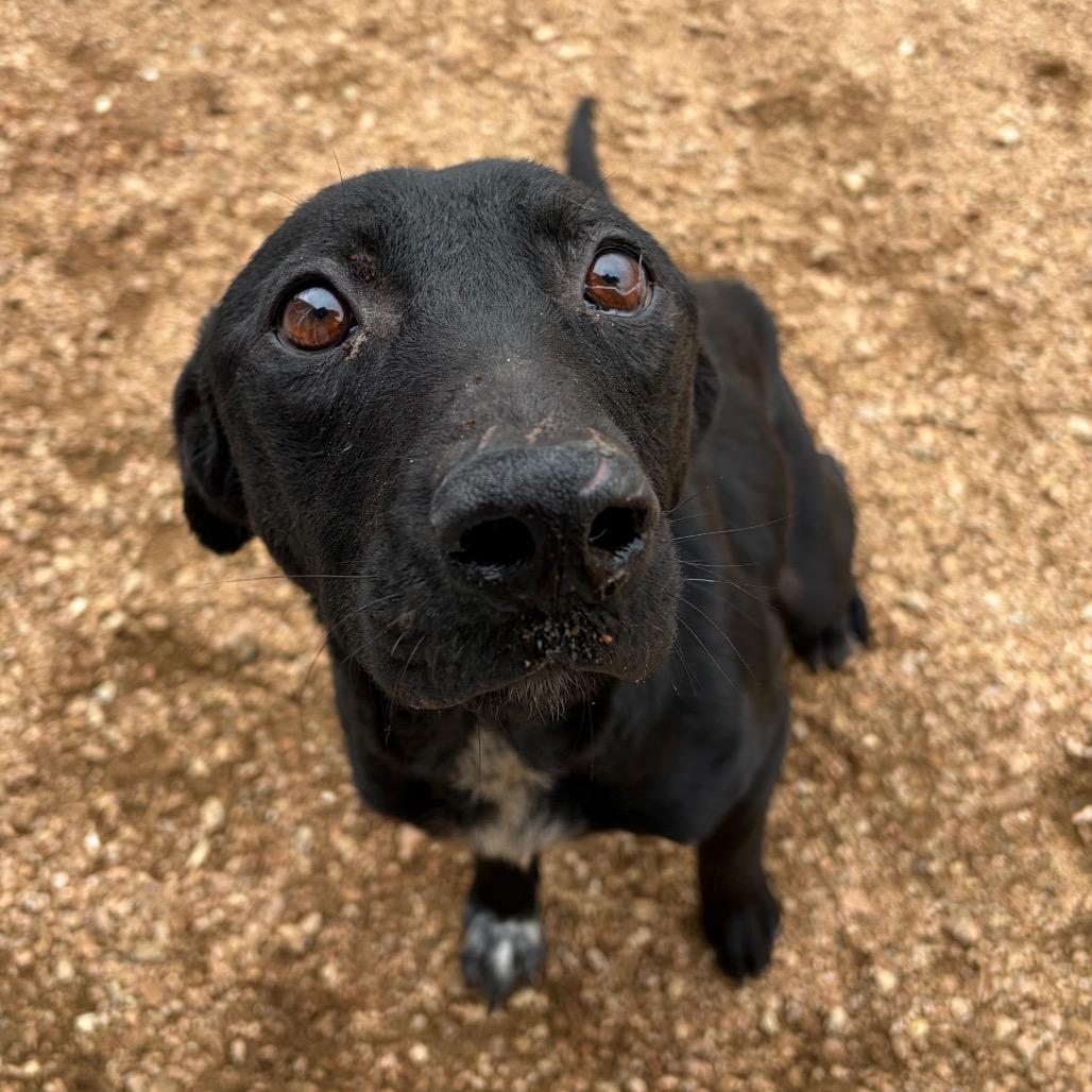 Tony, a Adoptable mixed breed in Kerrville, TX image 5/5