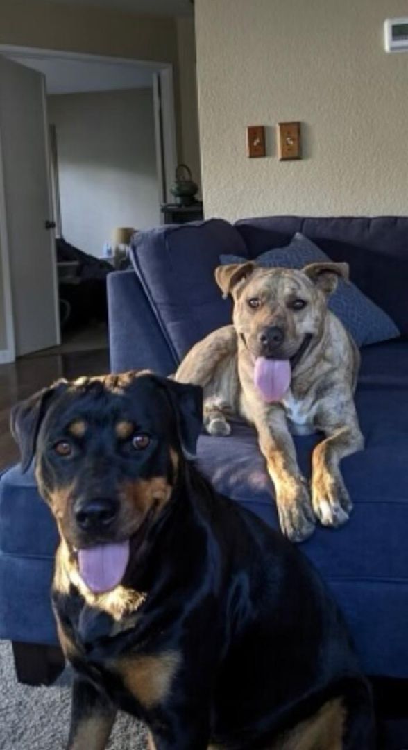 Enlarge BIXBY, a Adoptable Plott Hound in Pittsburg, CA image 1/2