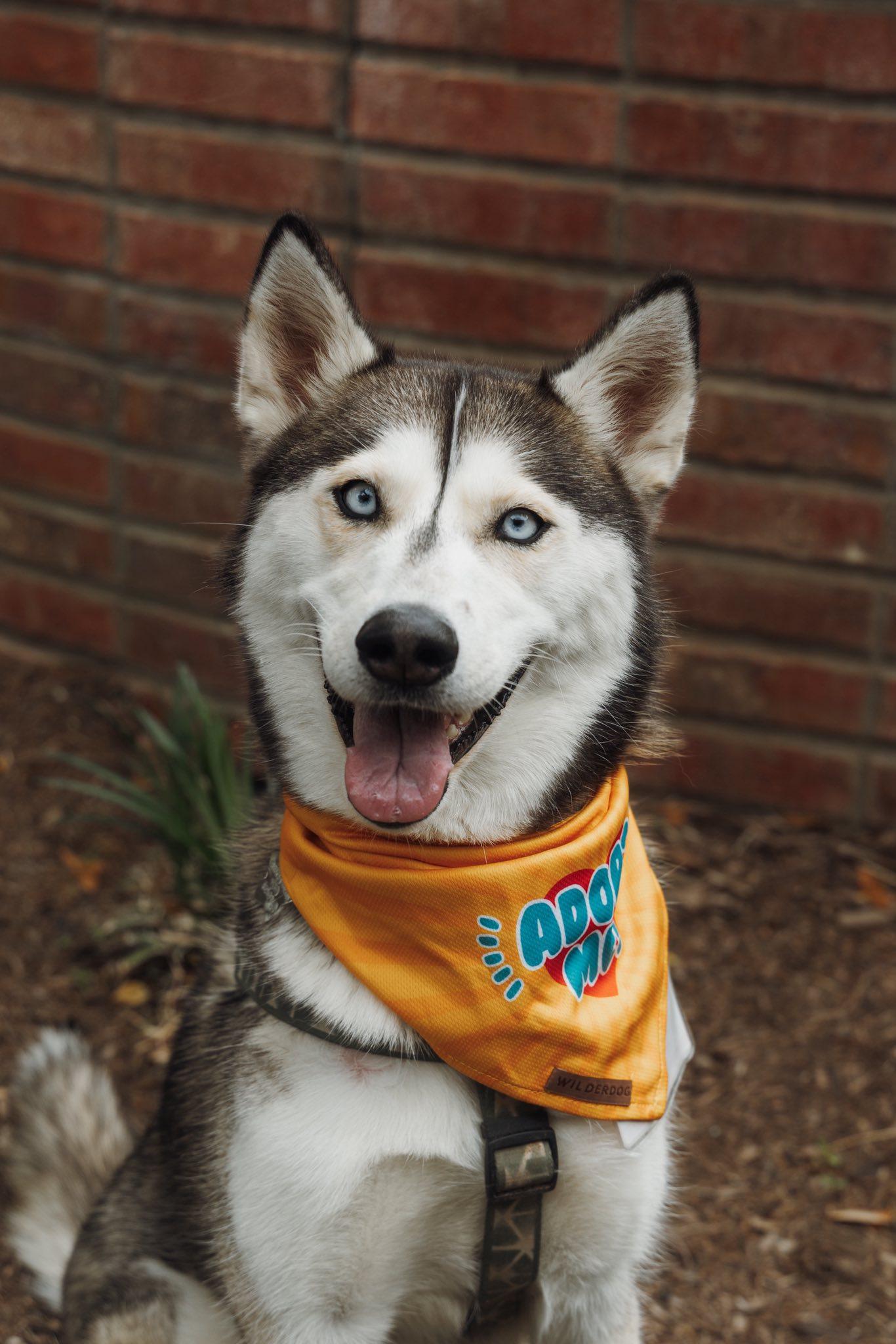 Enlarge Osha, a Adoptable Siberian Husky in Carrollton, TX image 1/3