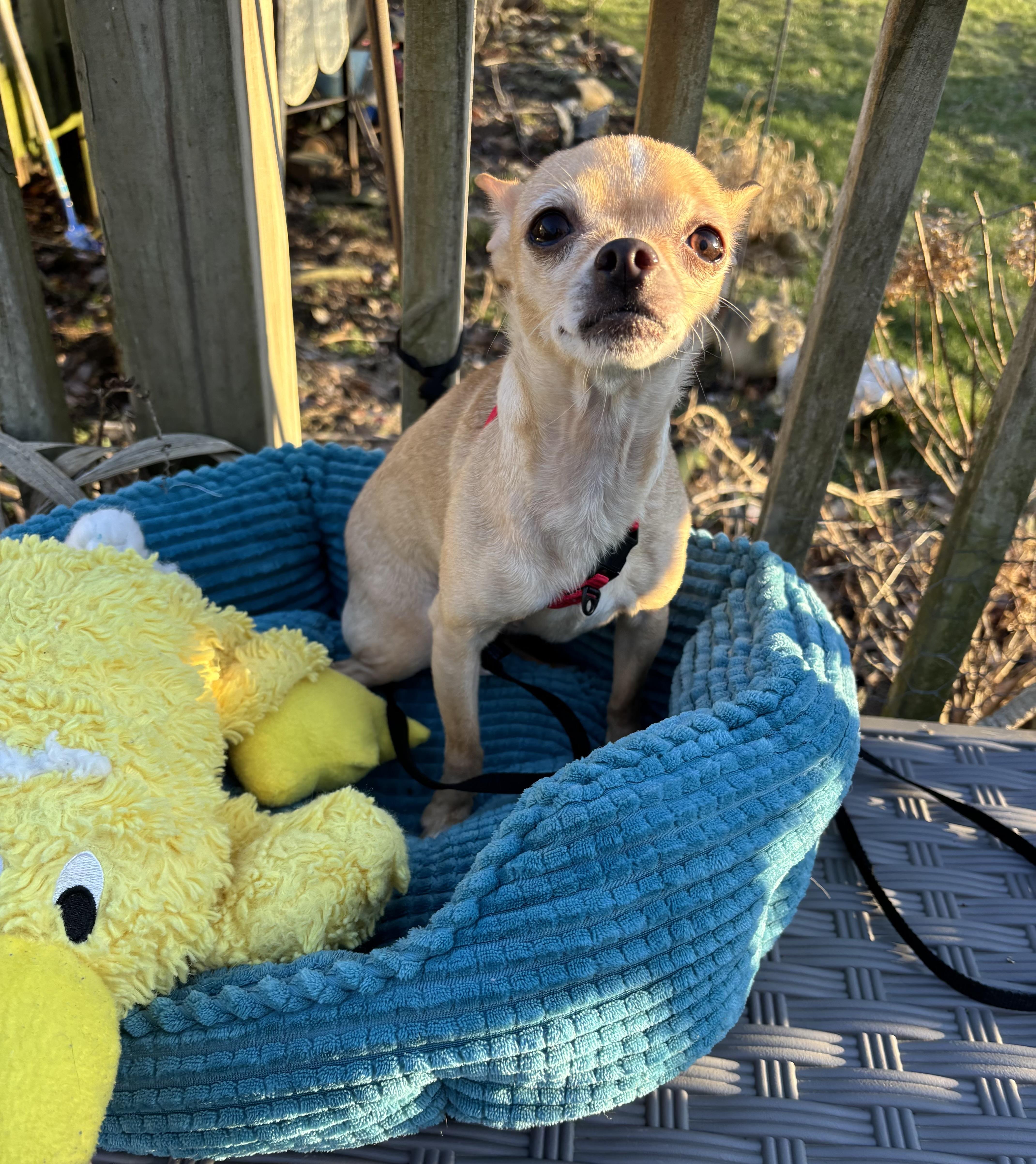 Lil Bear 6 lbs 4 years , an adopted Chihuahua in White Lake, MI image 4/4