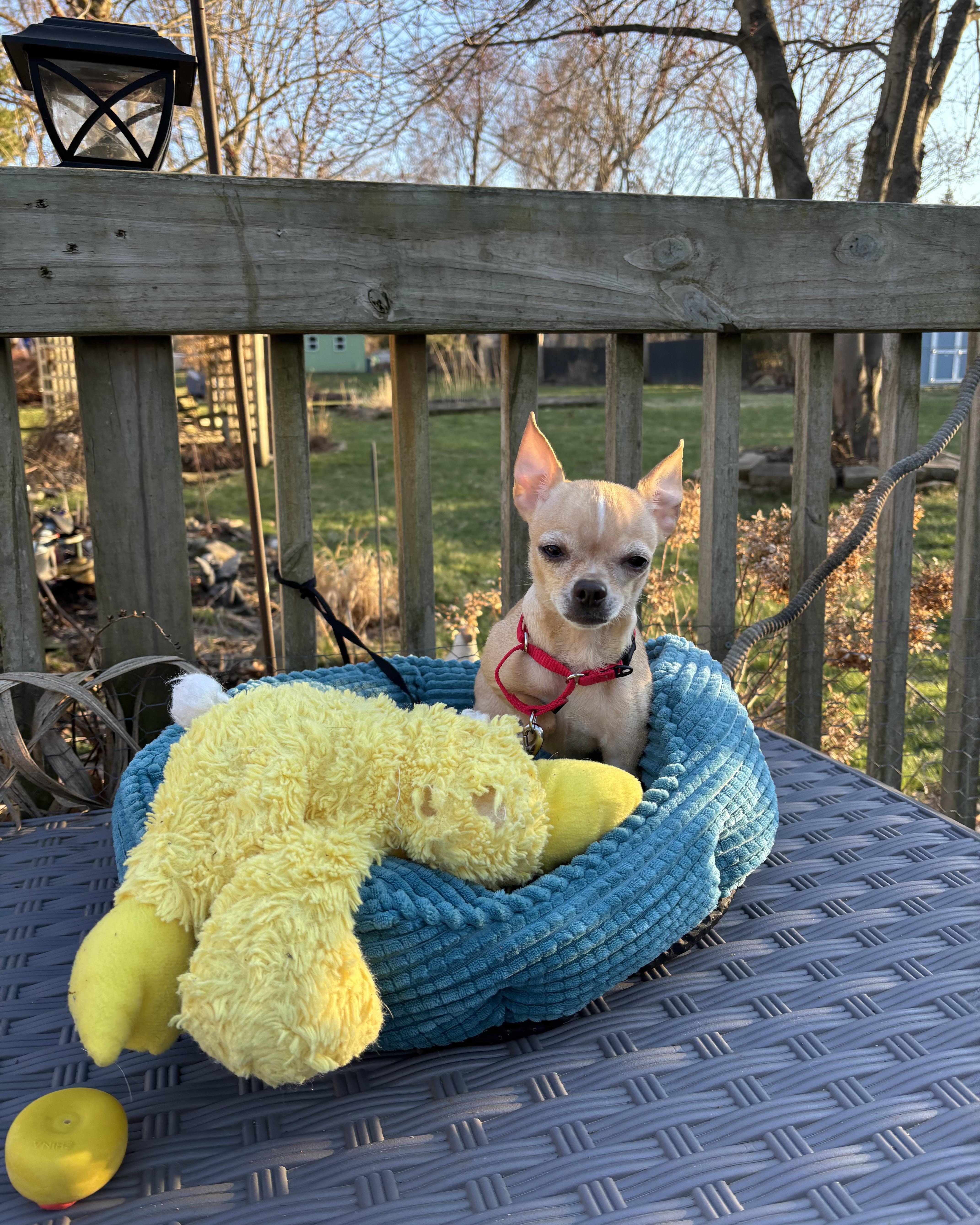 Lil Bear 6 lbs 4 years , an adopted Chihuahua in White Lake, MI image 2/4