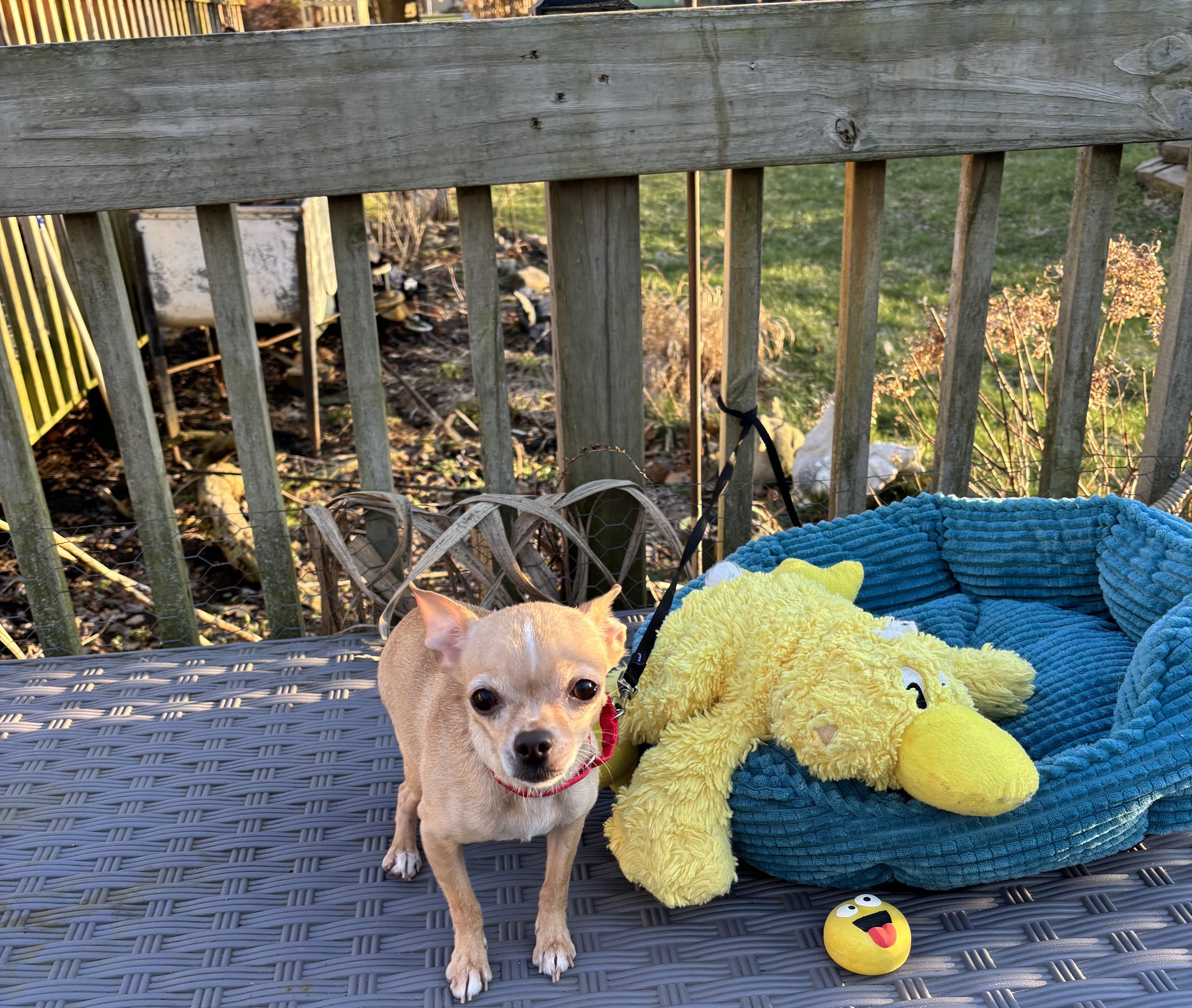 Lil Bear 6 lbs 4 years , an adopted Chihuahua in White Lake, MI image 3/4