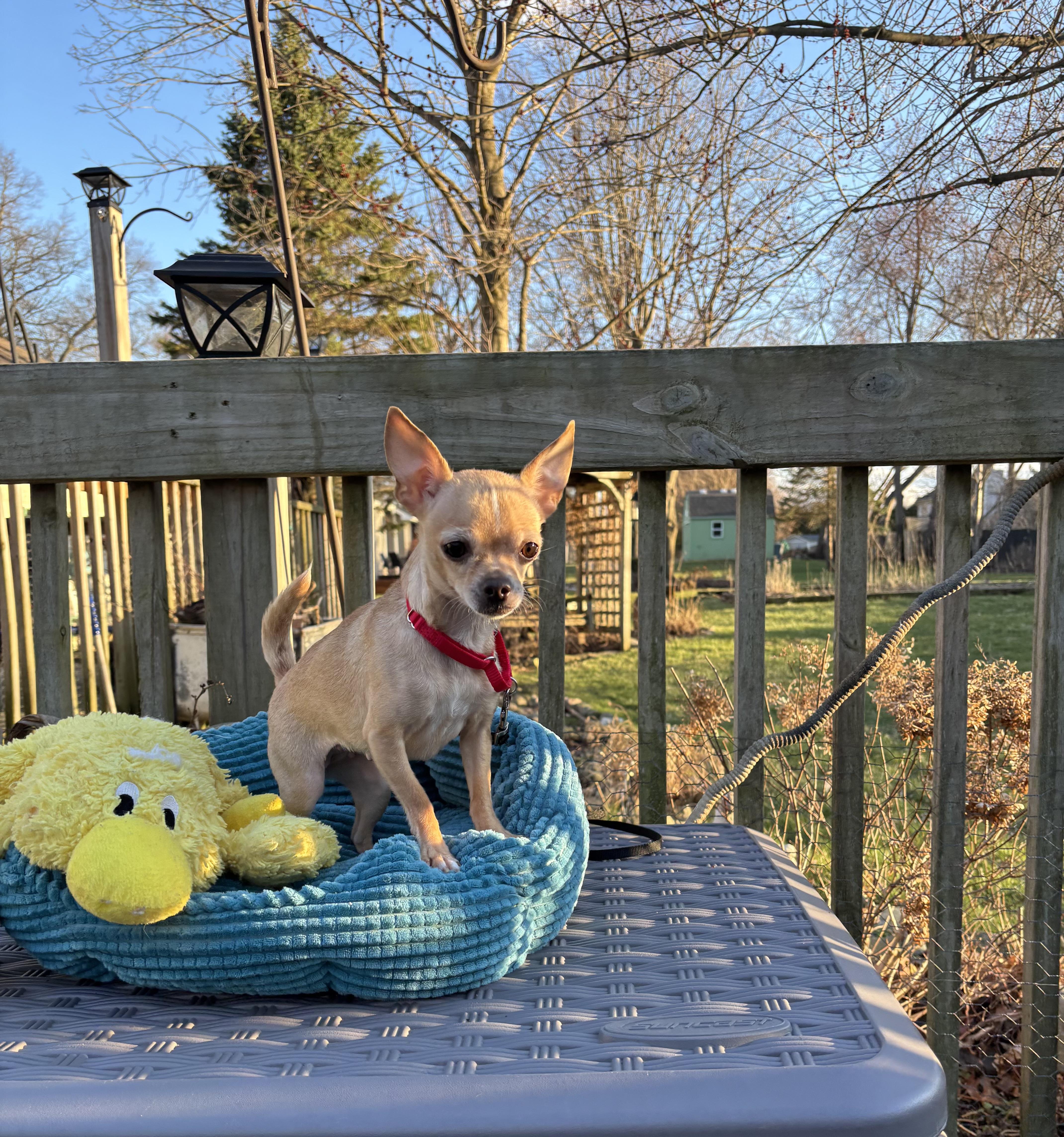 Lil Bear 6 lbs 4 years , an adopted Chihuahua in White Lake, MI image 1/4