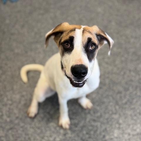 Enlarge HARLEY, a Adoptable mixed breed in Cranston, RI image 2/2