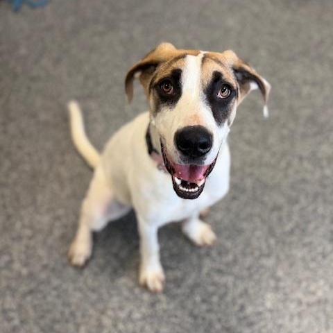 Enlarge HARLEY, a Adoptable mixed breed in Cranston, RI image 1/2