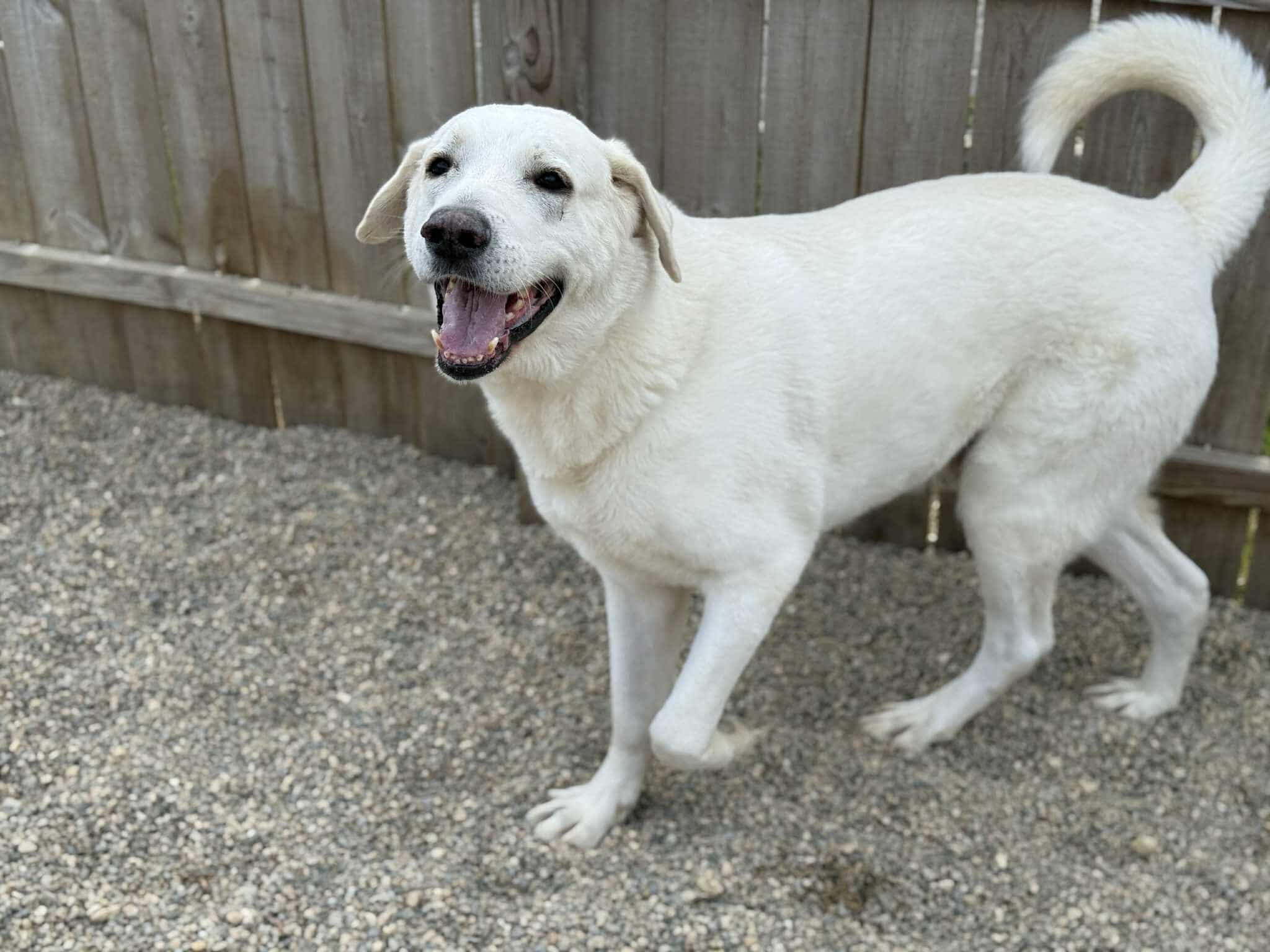Everest, a Adoptable mixed breed in Battle Creek, MI image 2/6