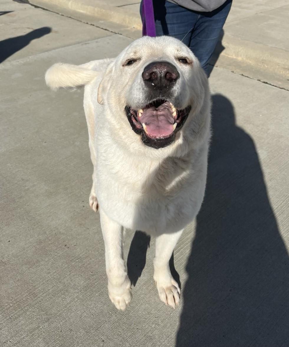 Everest, a Adoptable mixed breed in Battle Creek, MI image 6/6