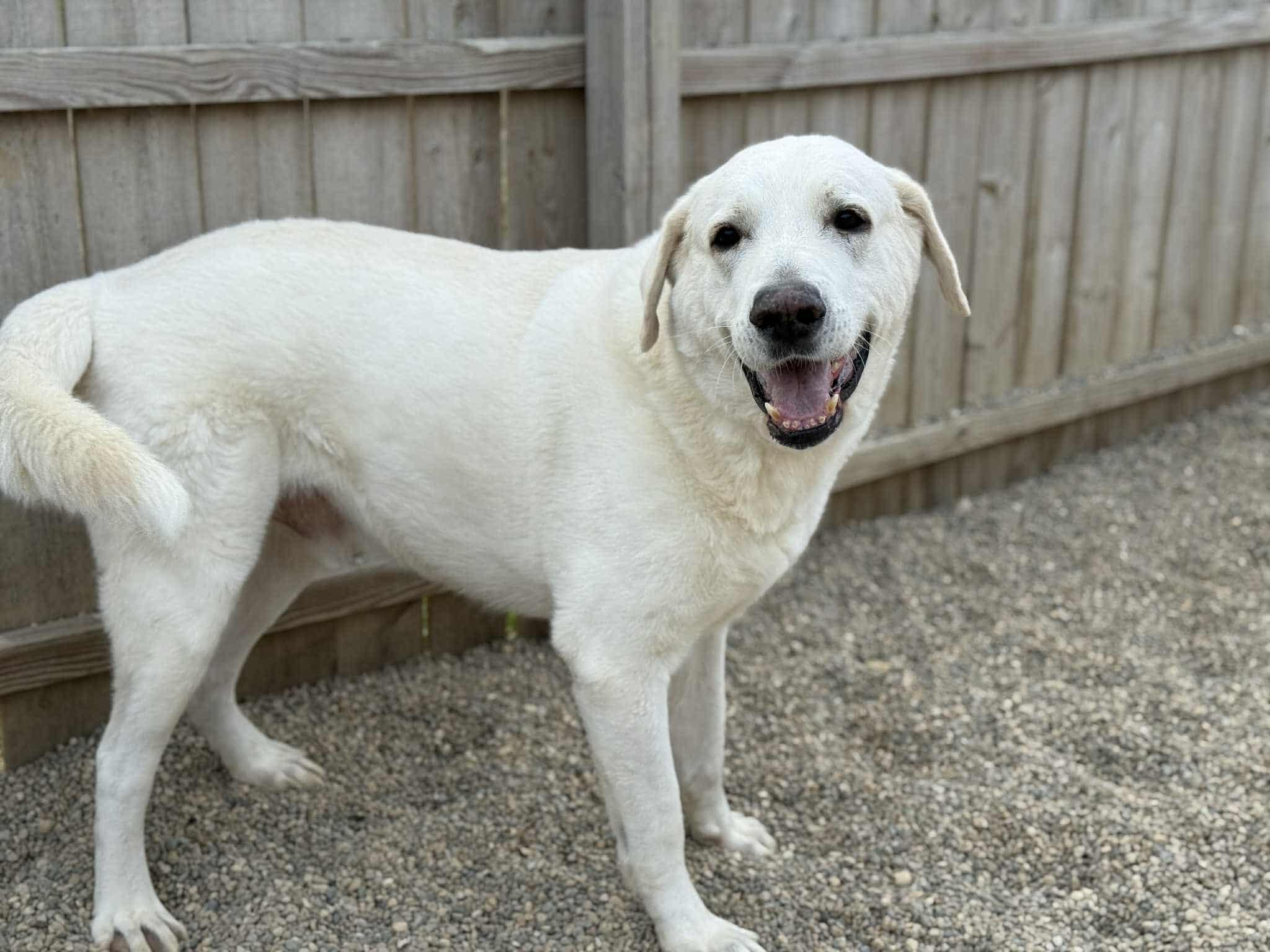 Everest, a Adoptable mixed breed in Battle Creek, MI image 3/6