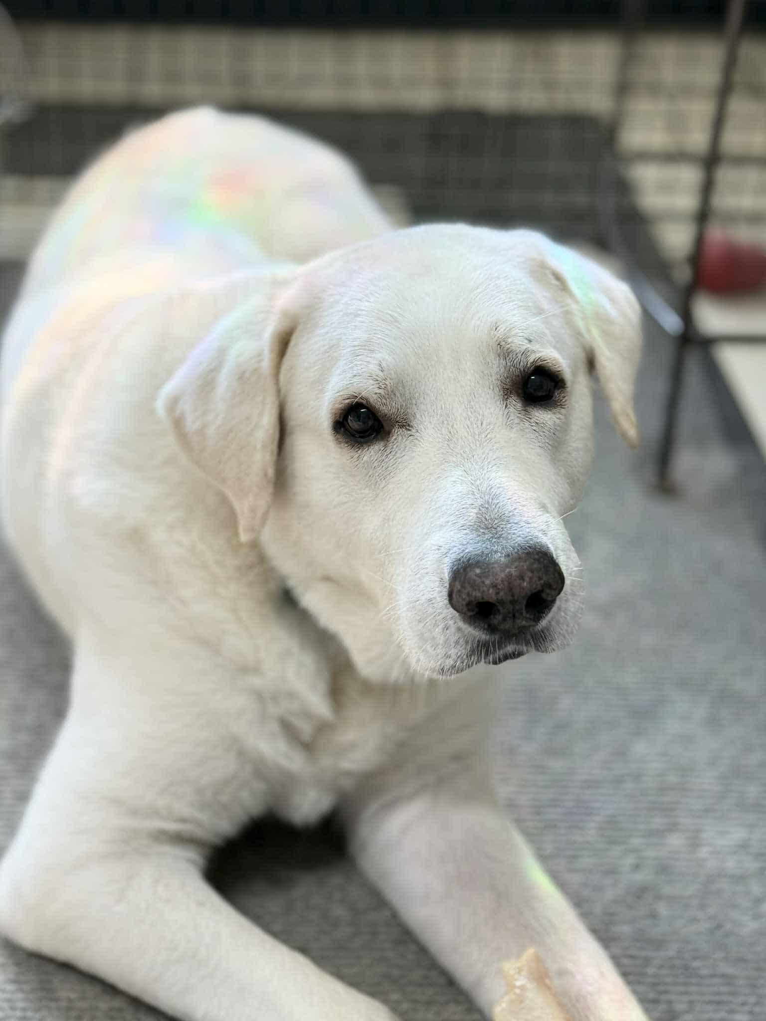 Everest, a Adoptable mixed breed in Battle Creek, MI image 4/6