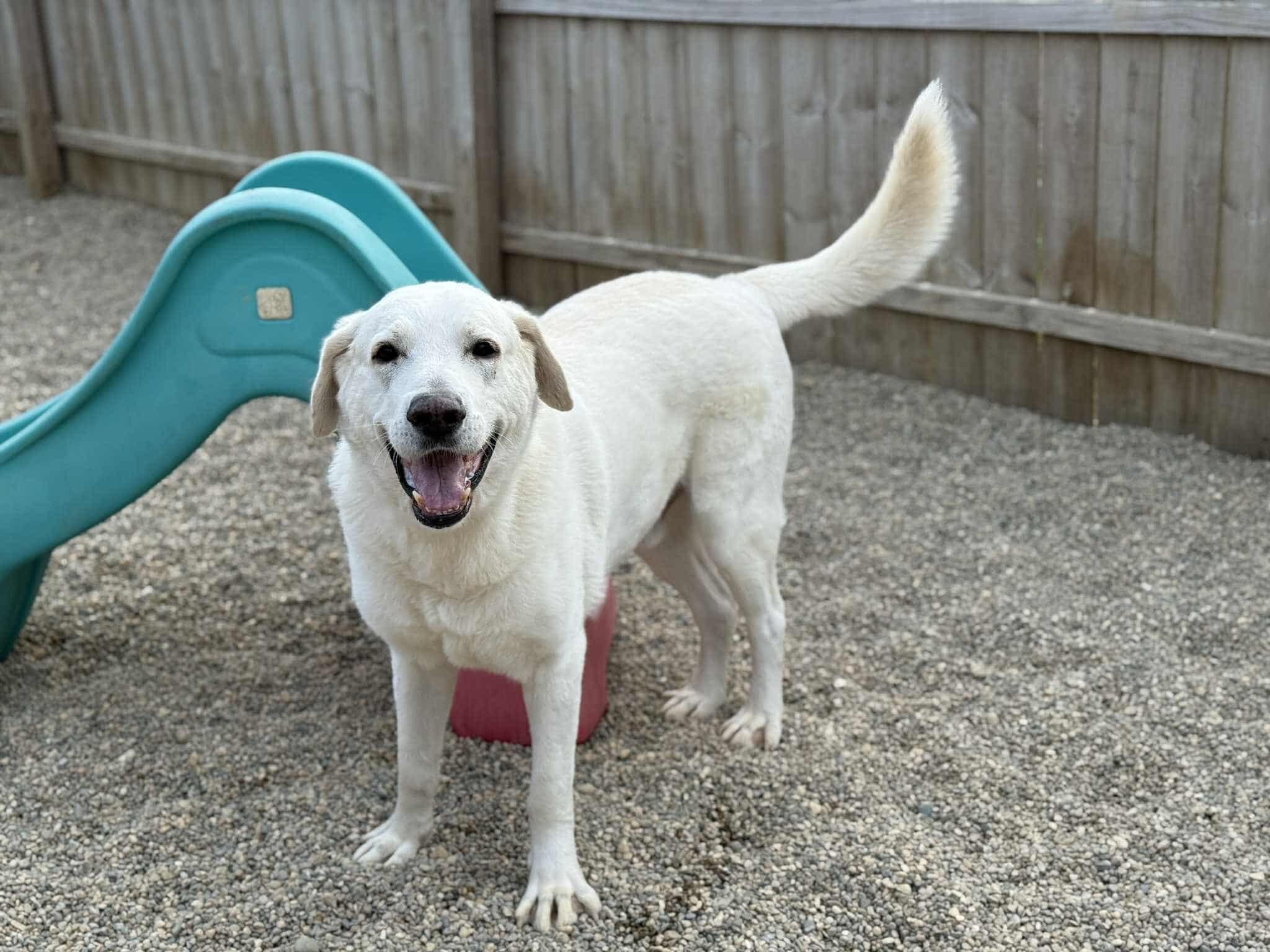 Everest, a Adoptable mixed breed in Battle Creek, MI image 5/6