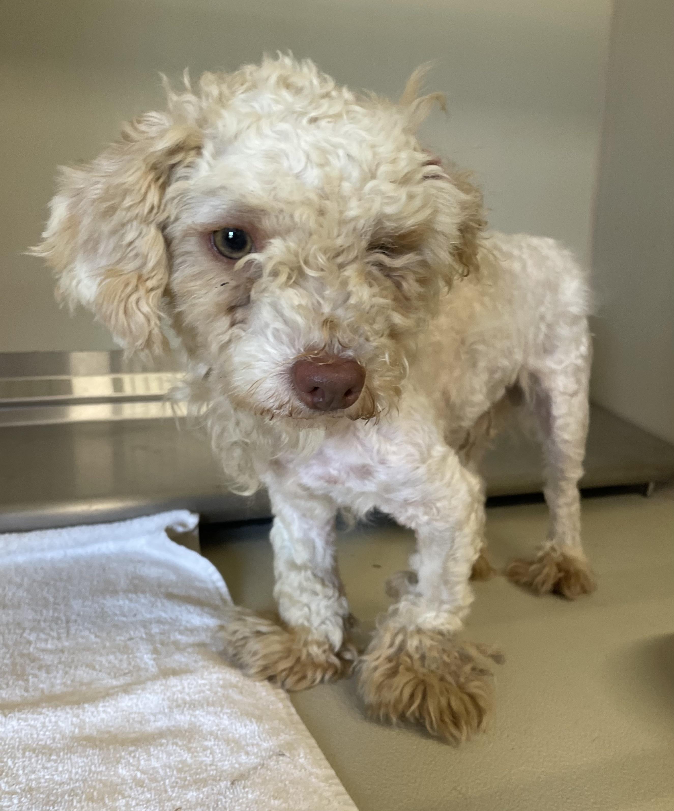 Enlarge Milton PULLED BY RESCUE, an adopted Poodle in Canton, OH image 2/3