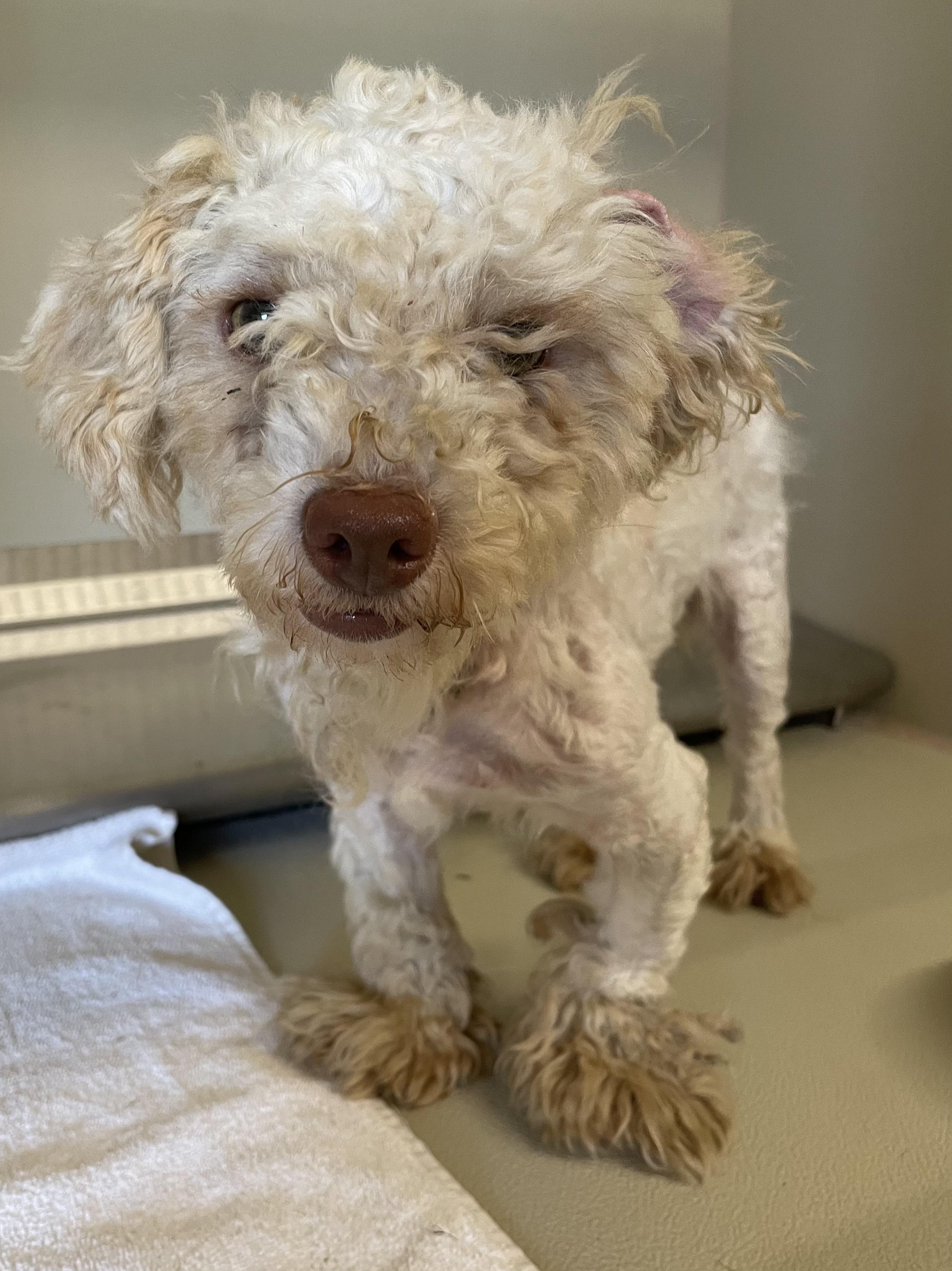 Milton PULLED BY RESCUE, adopted, Young Male Poodle.