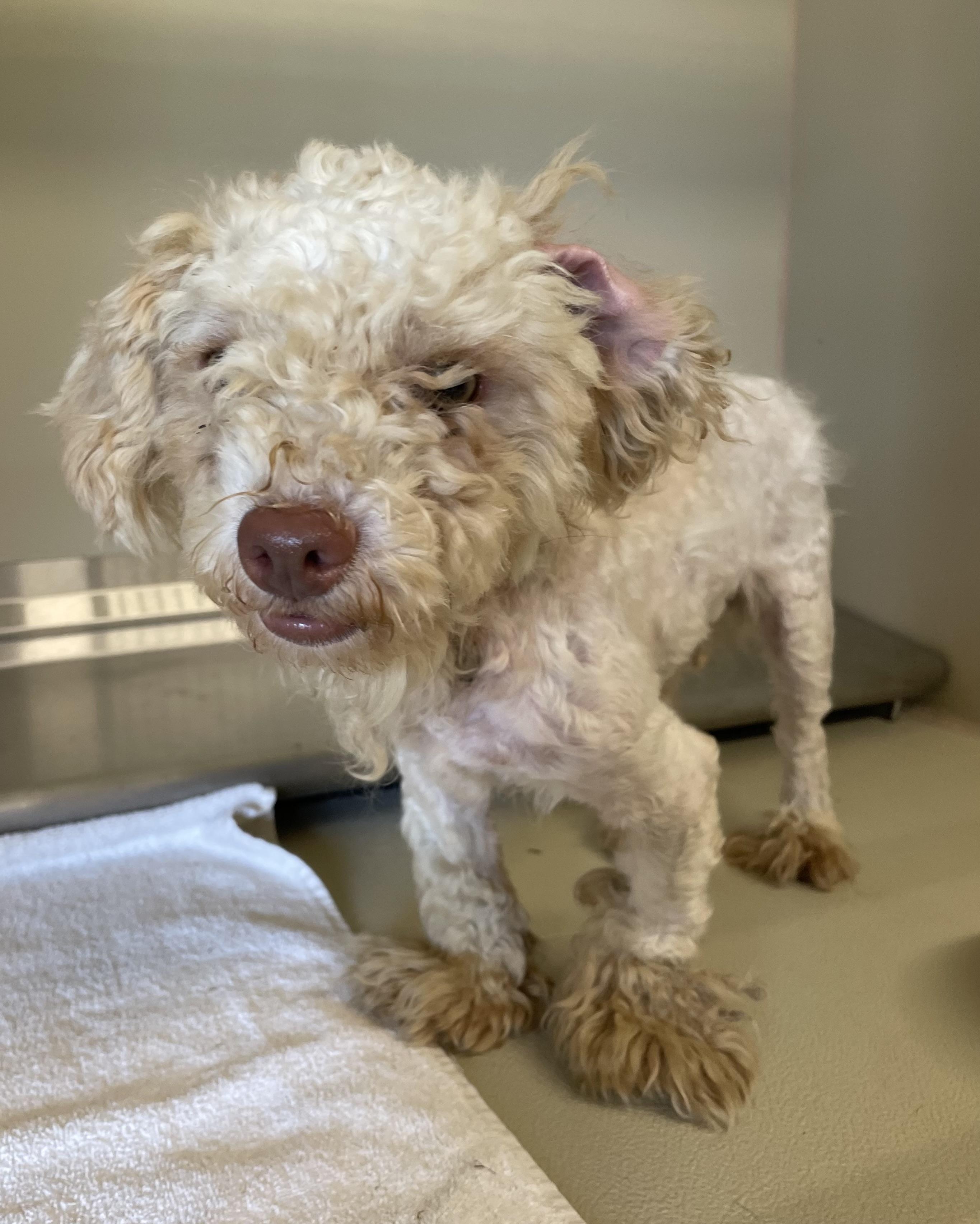 Enlarge Milton PULLED BY RESCUE, an adopted Poodle in Canton, OH image 3/3