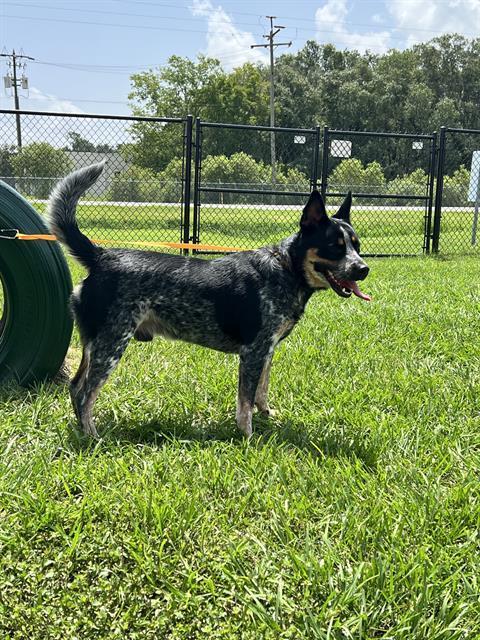 NEMO, Adoptable, Adult Male Australian Cattle Dog / Blue Heeler & Mixed Breed.