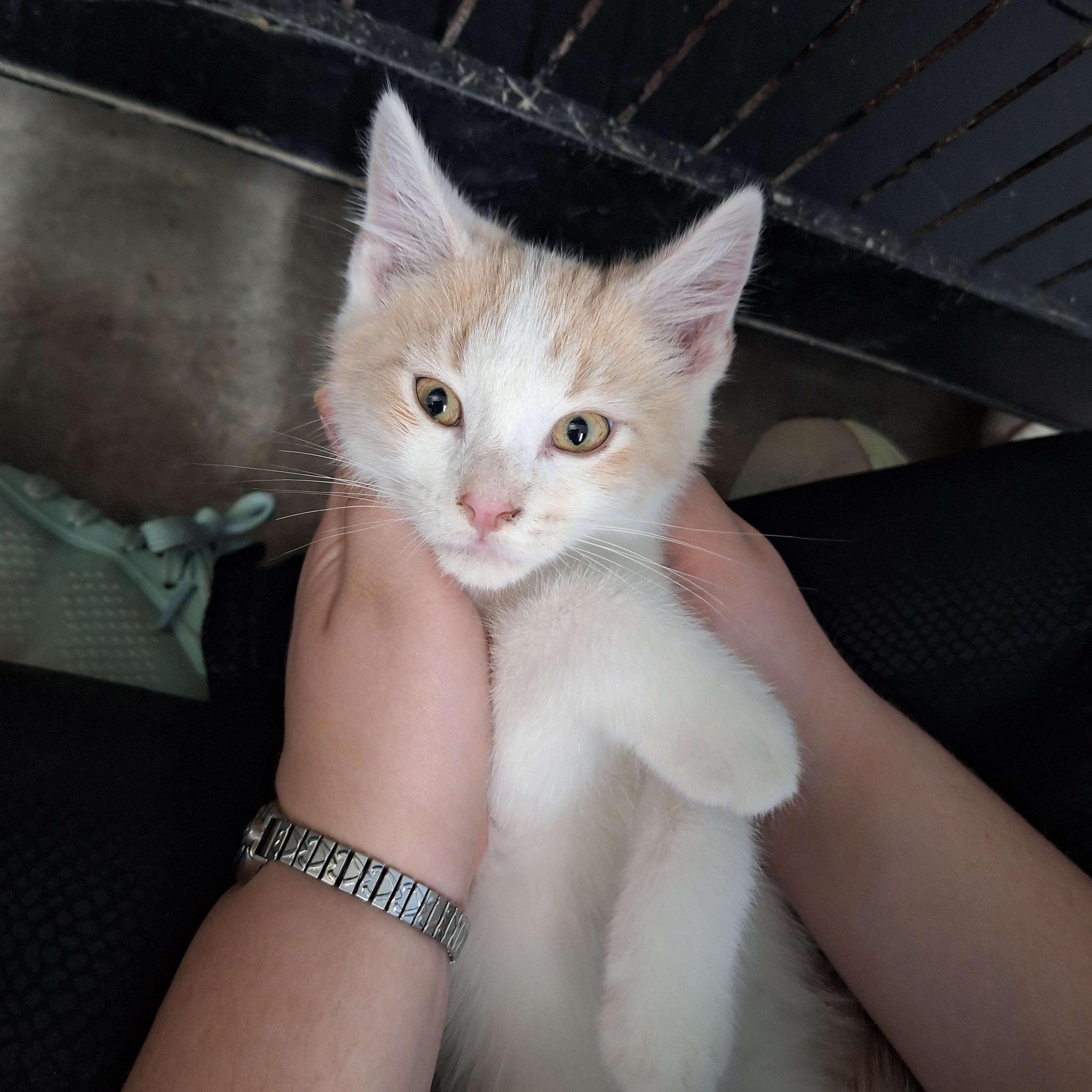 Sandy, ADOPTABLE, Kitten Male Domestic Short Hair.