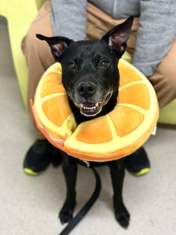 Neo, Adoptable, Adult Male Mixed Breed.