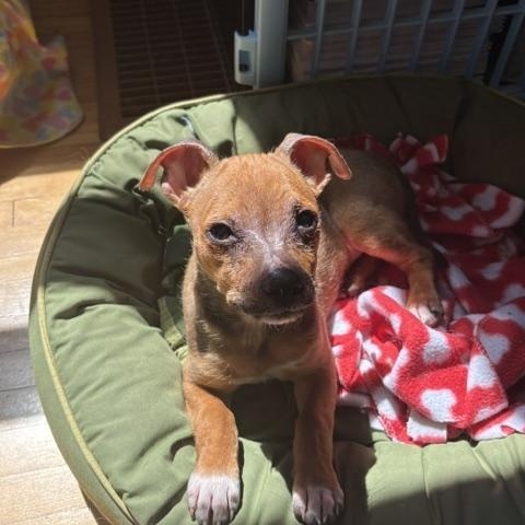 Enlarge Poppy, an adopted mixed breed in Minneapolis, MN image 6/6