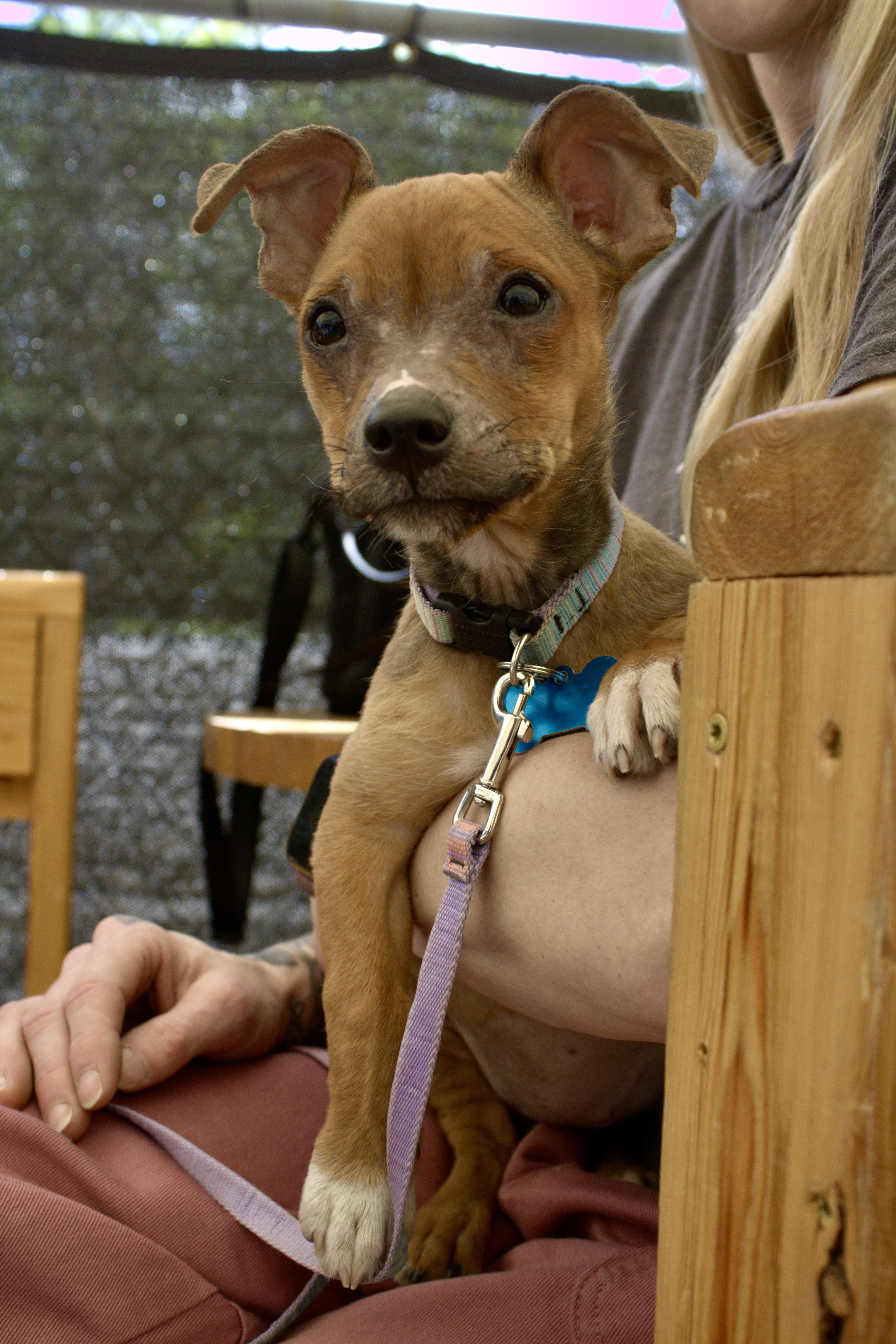 Enlarge Poppy, an adopted mixed breed in Minneapolis, MN image 1/6