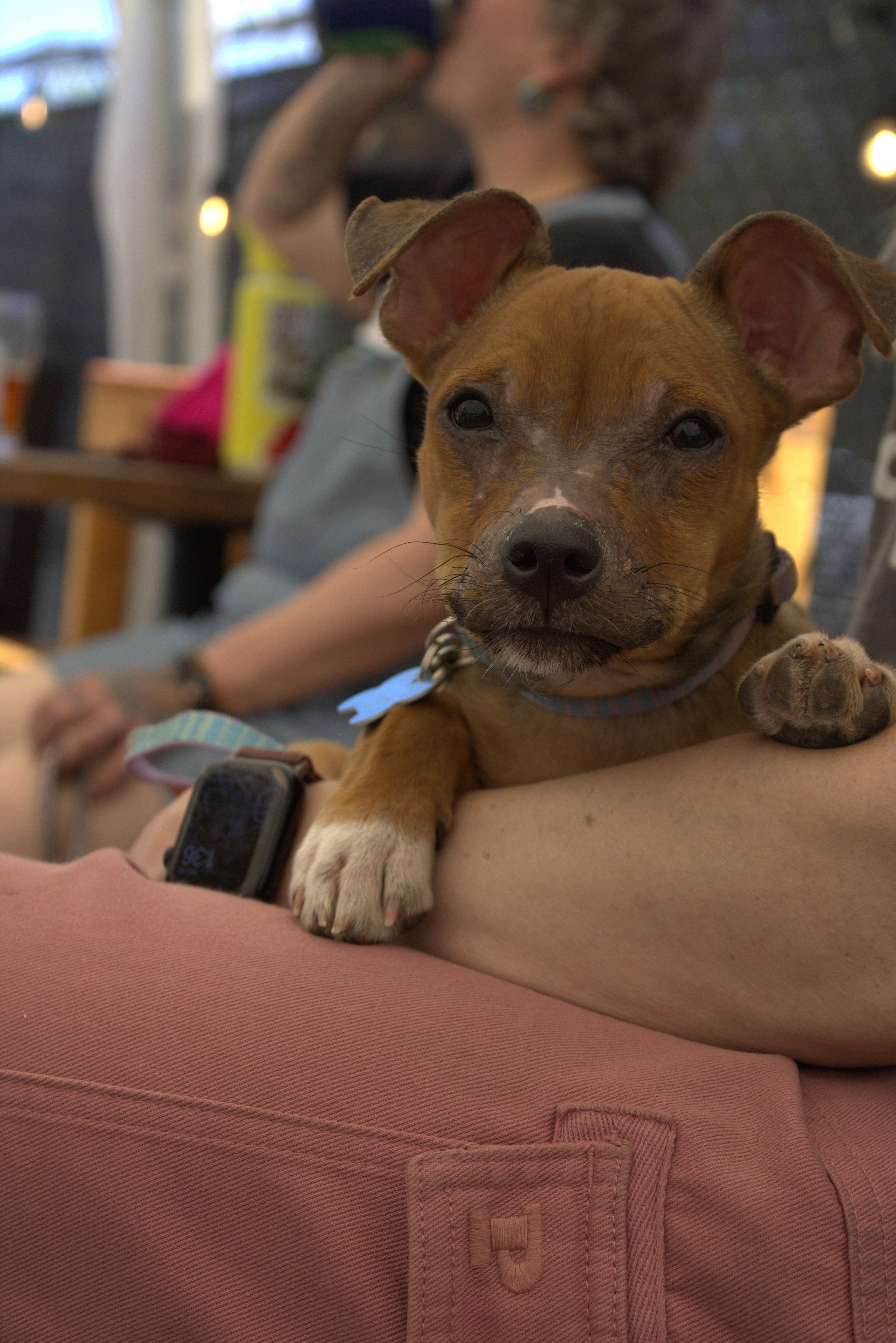Enlarge Poppy, an adopted mixed breed in Minneapolis, MN image 2/6