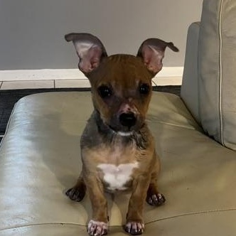 Poppy, ADOPTABLE, Puppy Female Chihuahua & Mixed Breed.