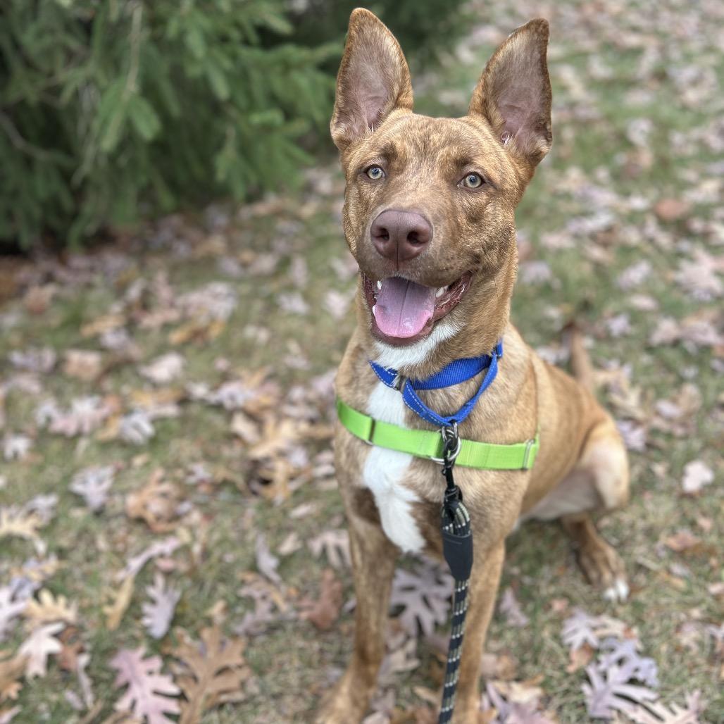 Cairo, Adoptable, Young Male Mixed Breed.