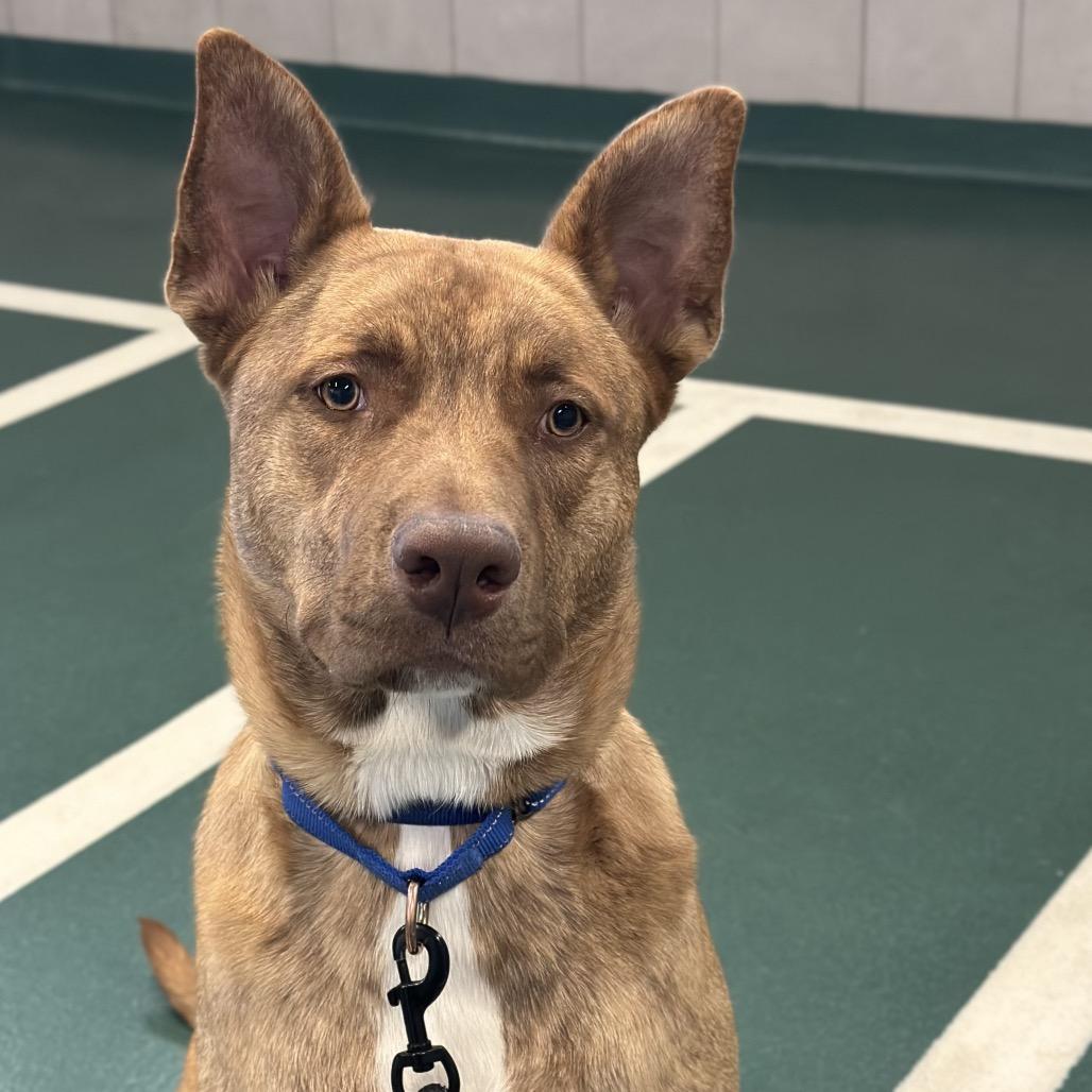 Enlarge Cairo, a Adoptable Mixed Breed in Hinsdale, IL image 2/6