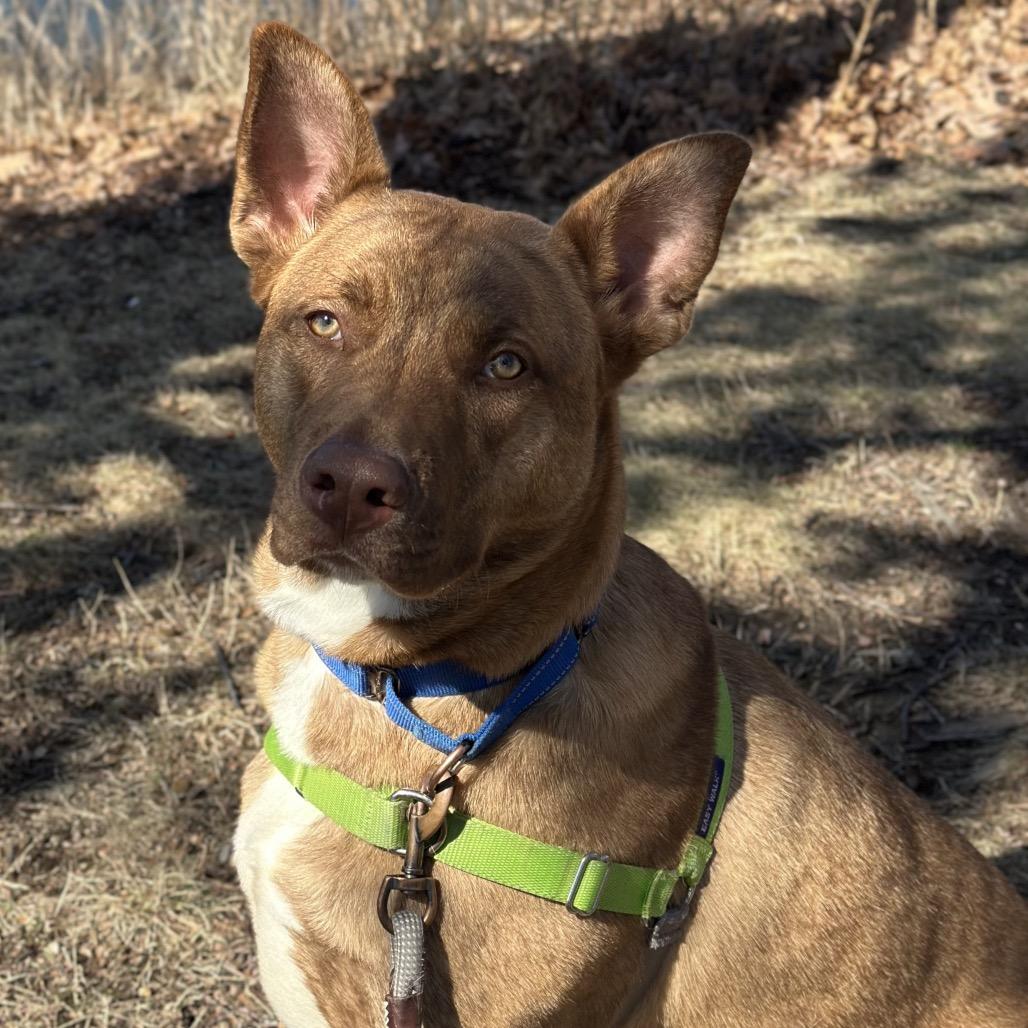 Enlarge Cairo, a Adoptable Mixed Breed in Hinsdale, IL image 4/6