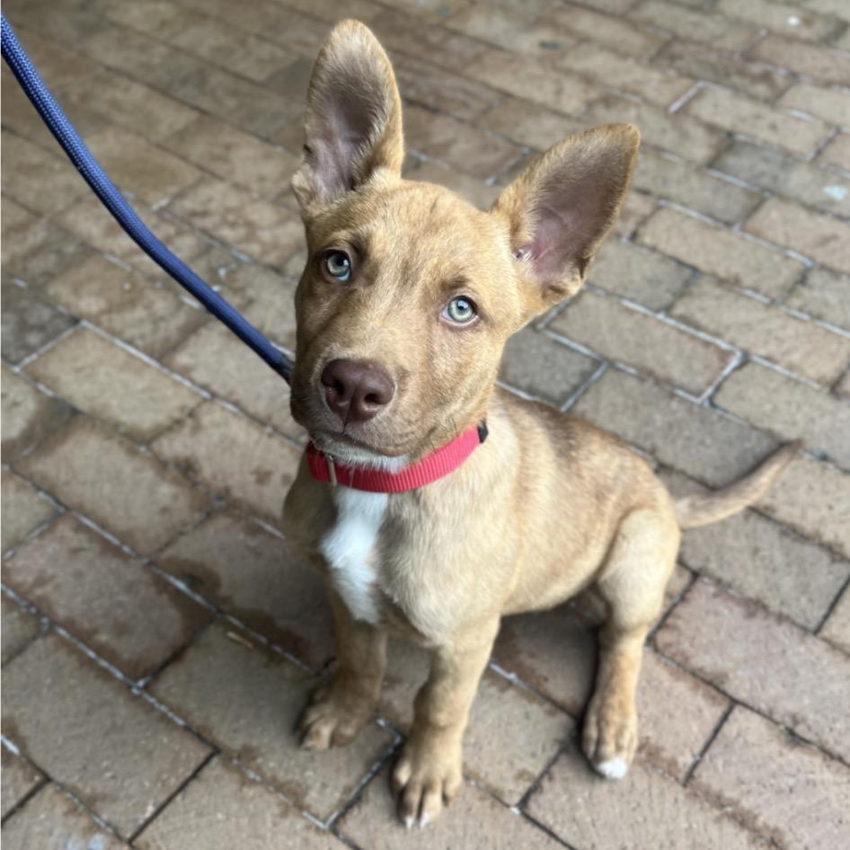 Cairo, a Adoptable Mixed Breed in Hinsdale, IL image 3/4