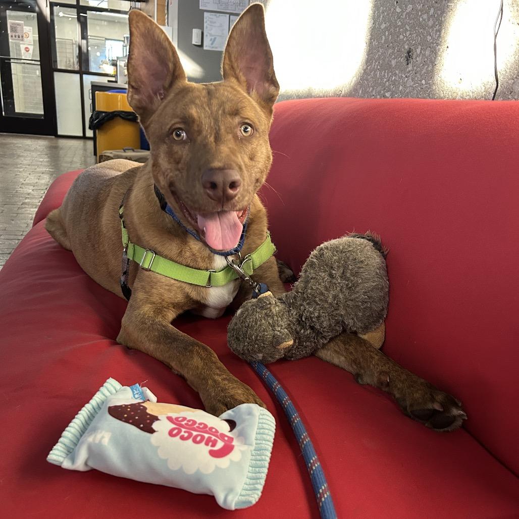 Cairo, a Adoptable Mixed Breed in Hinsdale, IL image 4/4