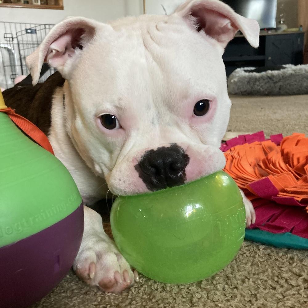 Enlarge Pinto, a Adoptable Pit Bull Terrier in Indianapolis, IN image 1/3