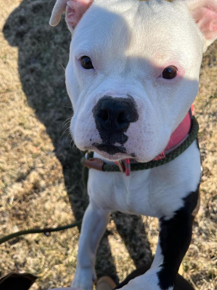 Enlarge Pinto, a Adoptable Pit Bull Terrier in Indianapolis, IN image 2/3