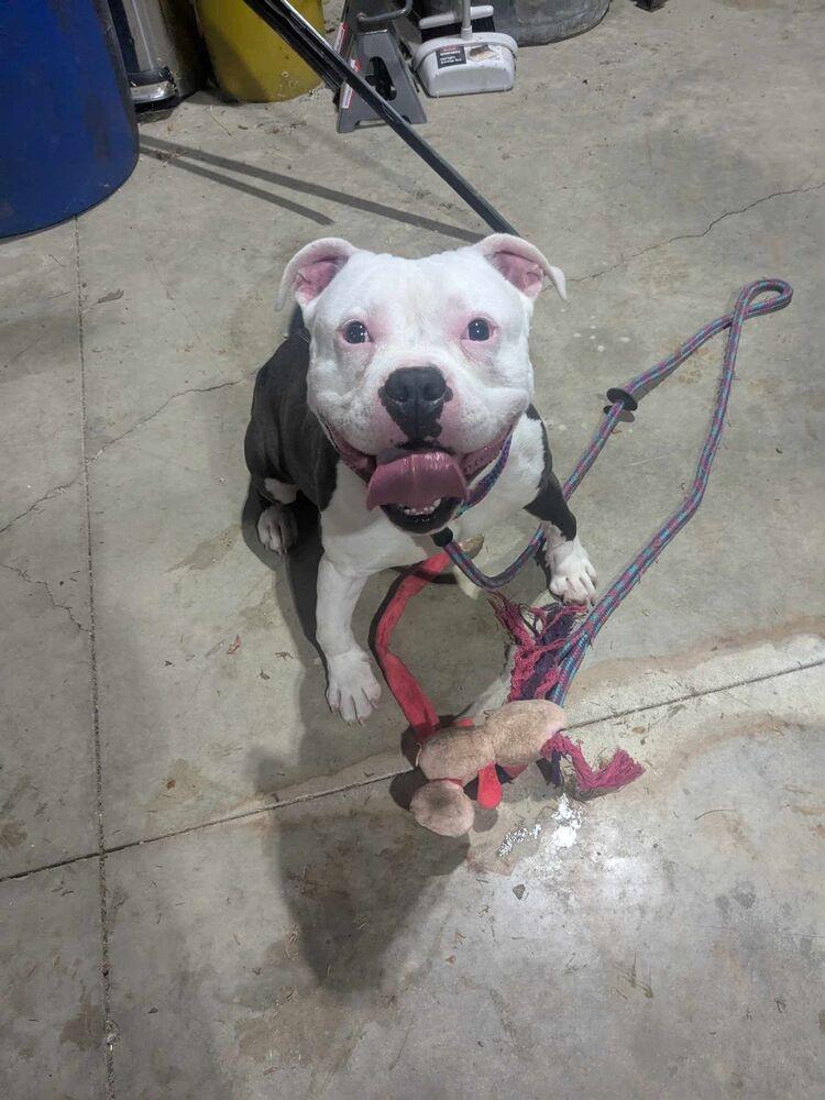 Enlarge Pinto, a Adoptable Pit Bull Terrier in Indianapolis, IN image 3/3