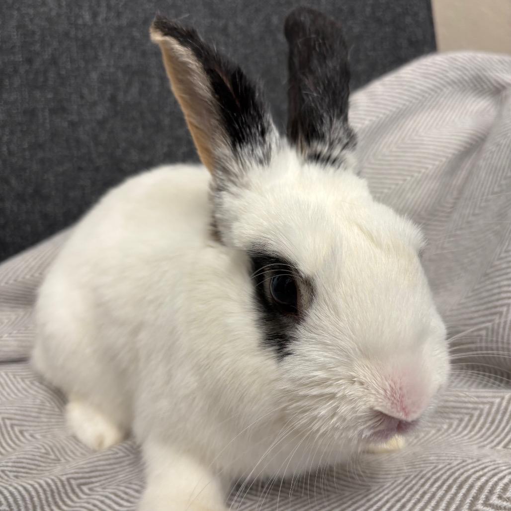 Emo, Adoptable, Adult Male Hotot.