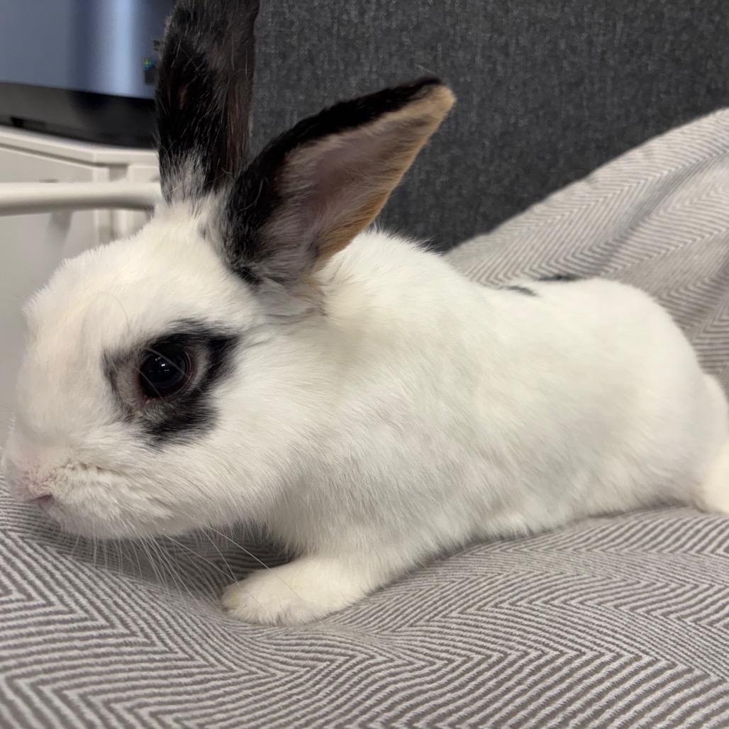 Emo, a Adoptable Hotot in Napa, CA image 2/4