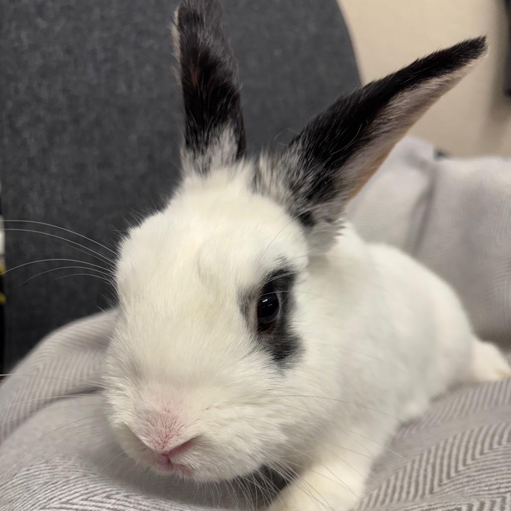 Emo, a Adoptable Hotot in Napa, CA image 3/4