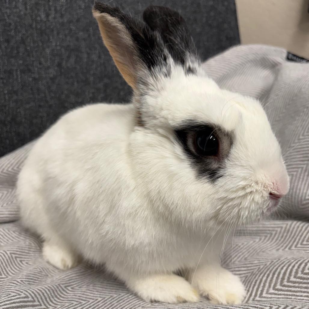 Emo, a Adoptable Hotot in Napa, CA image 4/4
