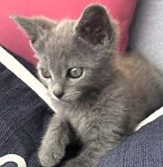 Enlarge Smokey, a ADOPTABLE mixed breed in Frederick, MD image 4/4