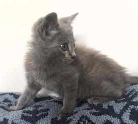 Enlarge Smokey, a ADOPTABLE mixed breed in Frederick, MD image 2/4