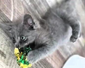 Enlarge Smokey, a ADOPTABLE mixed breed in Frederick, MD image 3/4